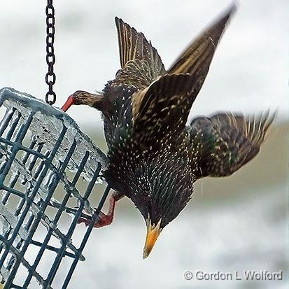 Starling On The Feeder_DSCF00432.jpg - European Starling (Sturnus vulgaris) photographed at Smiths Falls, Ontario, Canada.